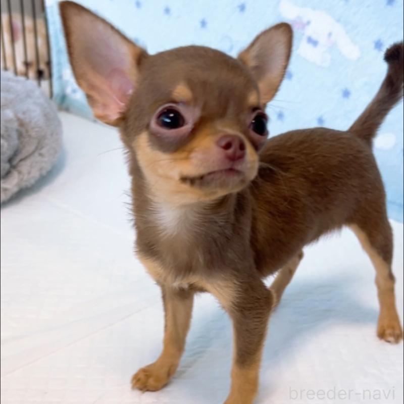 成約済の山口県のチワワ(スムースコート)-410306の4枚目